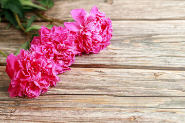 three pink fluffy peonies on a wooden background