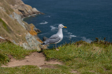The Howth Peninsula, Dublin, The Fauna and flora in macro and close-up photography on the Howth Peninsula, Seashore of cliffs, bays and rocks landscape, hidden bay, spectacular scenery in sunny day,