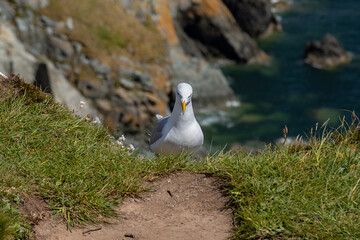 The Howth Peninsula, Dublin, The Fauna and flora in macro and close-up photography on the Howth Peninsula, Seashore of cliffs, bays and rocks landscape, hidden bay, spectacular scenery in sunny day,