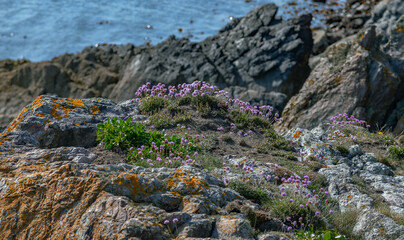 The Howth Peninsula, Dublin, The Fauna and flora in macro and close-up photography on the Howth Peninsula, Seashore of cliffs, bays and rocks landscape, hidden bay, spectacular scenery in sunny day,