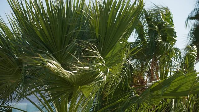 4k stock slow motion video footage of strong wind blowing green foliage of many tropical green palm trees isolated on blue sky background. Natural backdrop