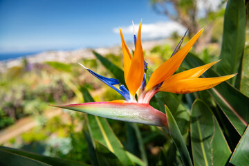 Strelitzia flower, typical for Madeira island, in the lush green bush with the town of Funchal in the background blurred. - 509996416