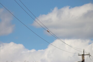 Manor of Count Rumyantsev-Zadunaisky in the village of Vyshenki. Chernihiv region, Ukraine
