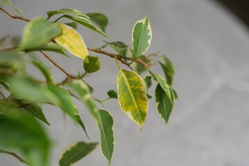 Ficus leaves are turning yellow. Ficus diseases. Popular houseplant Ficus