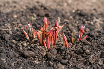 Young shoots of a peony in early spring in the garden