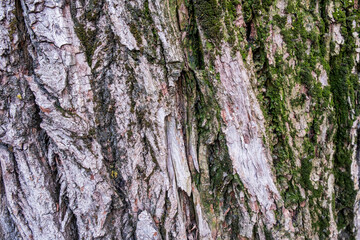 tree texture