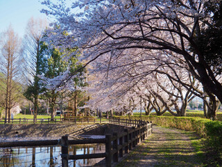 Obraz na płótnie Canvas 満開の桜の公園