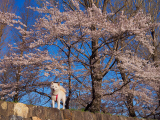 満開の桜と柴犬