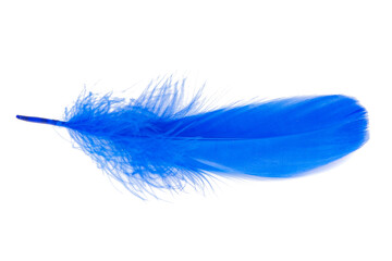 Bird feather elegant blue isolated on the white background