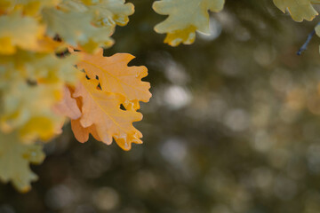 Yellow, autumn oak leaves in the garden, against the blue sky.