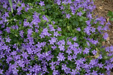 Naklejka premium fleurs du causse et du jardin