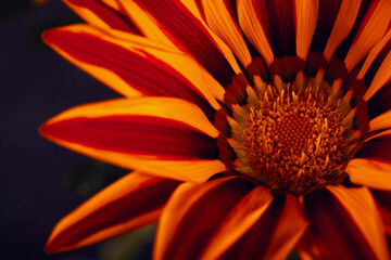 Orange flowers Gazania Harsh with black background. Closeup, full frame, macro.