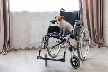 Jack Russell Terrier dog sits in a wheelchair. A devoted friend is waiting for the owner.