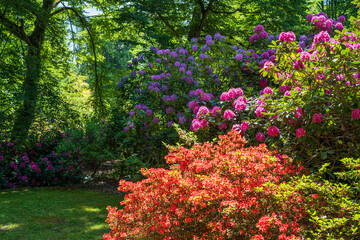 F, Loire, Orléans, Park und Garten, Parc Floral de la Source, Rhododendren