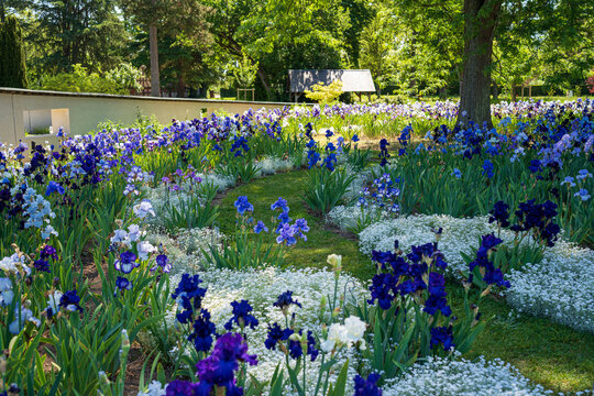 F, Loire, Orl&eacute;ans, Park und Garten, Parc Floral de la Source, im Rondell des Irisbeets, Iris