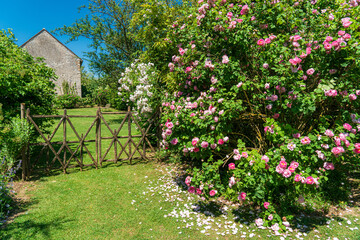 F, Loire, Parks und Gärten, Les Jardins de Roquelin, Meung-sur-Loire, üpppig blühender Rosenbusch