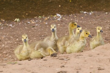 goslings