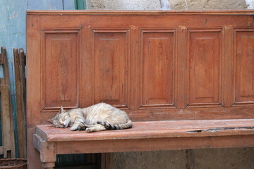 Cat sleeping on a wooden bench in Spain