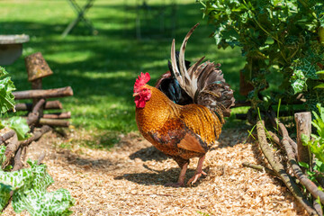 Hahn im Garten, F, Loire, Parks und Gärten, Les Jardins de Roquelin, Meung-sur-Loire