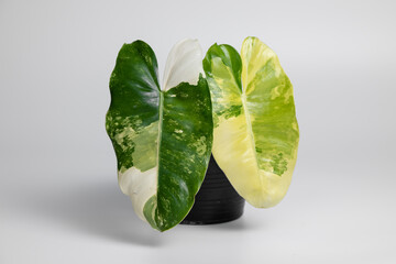 Philodendron Burle Marx Variegated plant with isolated white background