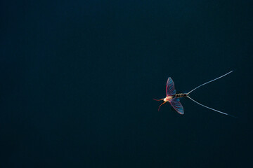 Single mayfly on water - obrazy, fototapety, plakaty