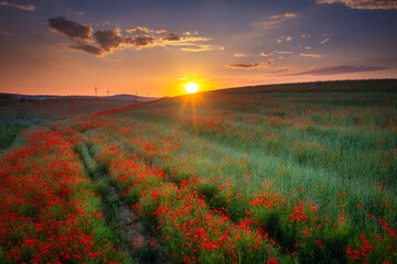 Fototapety na wymiar - Fototapeta24.pl