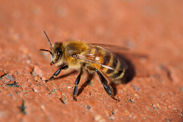 Bee close-up. Apis mellifera.
