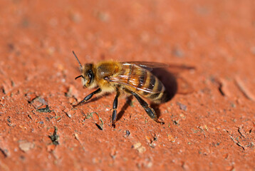 Bee close-up. Apis mellifera.
