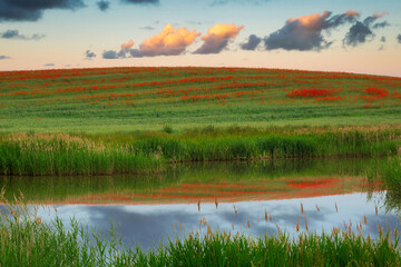 Beautiful meadow with the poppy flowers at sunset, Poland.
