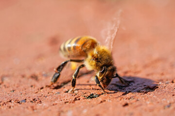 Bee close-up. Apis mellifera.
