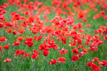 Fototapeta na wymiar Beautiful meadow with the poppy flowers, Poland.