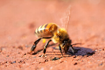 Bee close-up. Apis mellifera.
