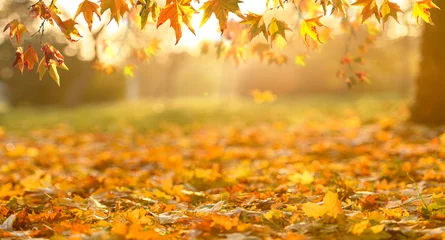 Poster oranje herfstbladeren in park, herfst natuurlijke achtergrond © andreusK
