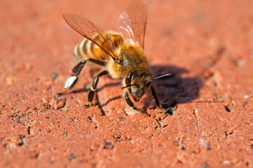 Bee close-up. Apis mellifera.
