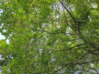 Obraz premium peaceful and shady green tree wallpaper background stock photo. 