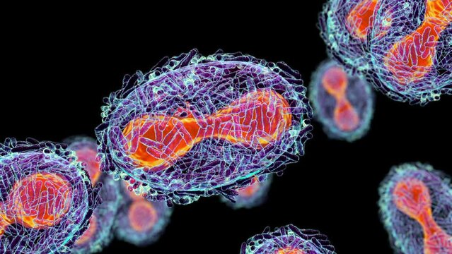 Monkeypox virus, 3D animation. A zoonotic virus from Poxviridae family, causes monkeypox, a pox-like disease
