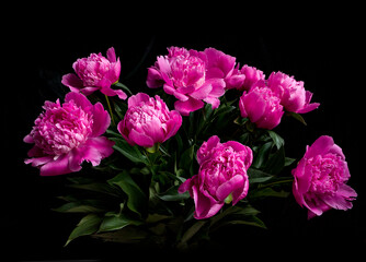 close up of pink peony with water drops  on black background