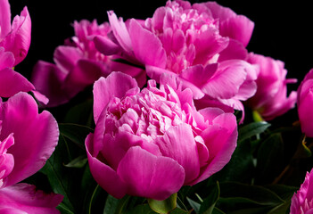 Obraz premium pink peony flower on the black background