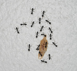 Top view of Odontomantis planiceps - Asian ant mantis family of Hymenopodidae  ,macro insects