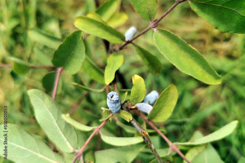 Wall mural honneyberry or blue ripe honeysuckle berries on a bush branch with fresh green leaves