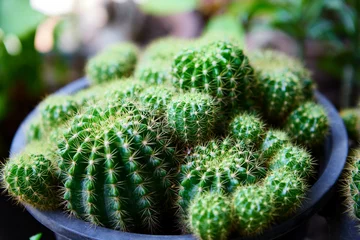 Foto op Plexiglas Groene stekelige cactus die in een pot groeit © Anucha