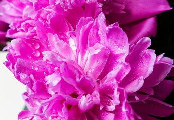 close up of pink and white flowers