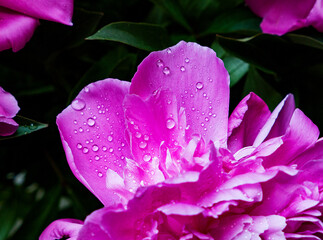 water drops on pink peony flower
