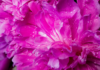 background with flowers peonies and water drops