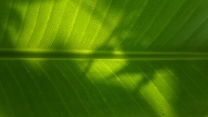 green leaf background