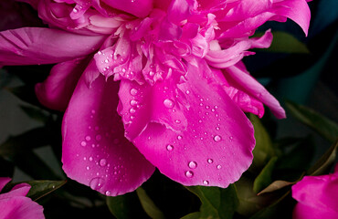 rain drops on pink flower