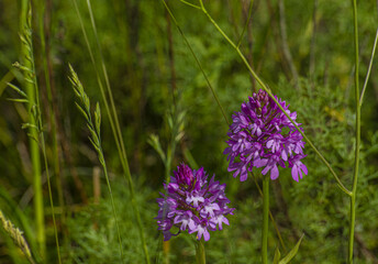 fleurs du causse et du jardin