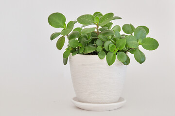 Kalanchoe plant with green leaves in white ceramic pot