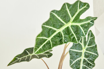 Leaves of Alocasia Polly in natural light