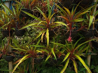 Neoregelia sapiatibensis plants in the garden, close-up view